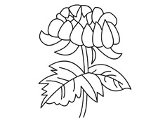 �ջ����P���DƬ