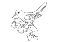 һֻվ�ژ�(sh��)֦�ϵĲ����B(ni��o)��(ji��n)�P��(hu��)�DƬ