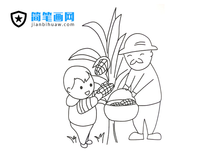 小朋友和爺爺在田里掰玉米的簡筆畫圖片