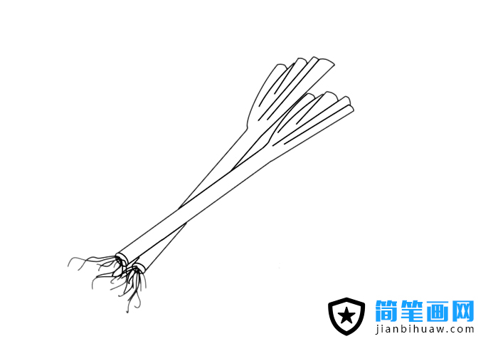 大蔥簡筆畫圖片含上色