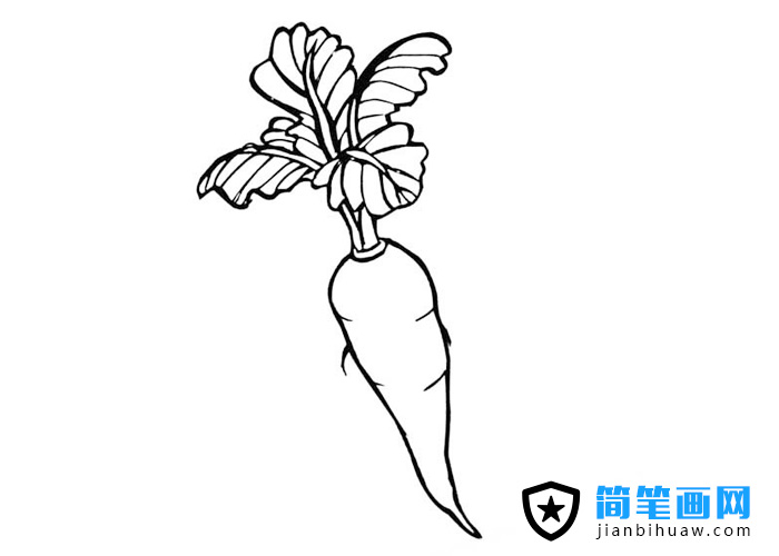 胡蘿卜簡(jiǎn)筆畫圖片