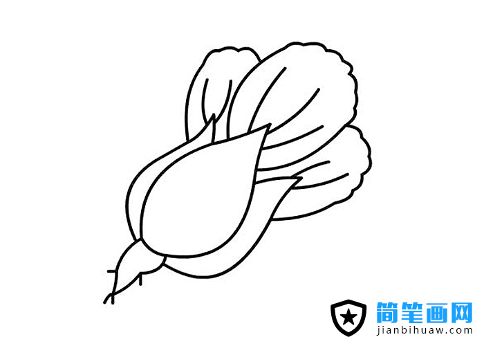 小青菜簡(jiǎn)筆畫圖片