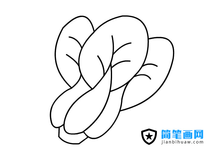 簡(jiǎn)單的青菜簡(jiǎn)筆畫(huà)圖片