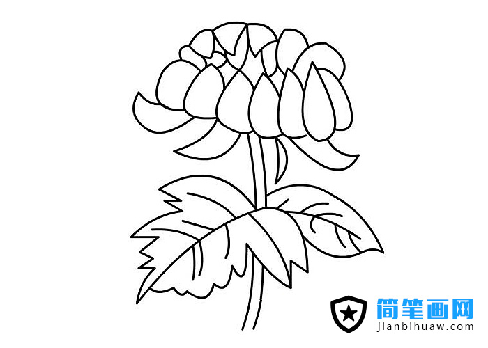 菊花簡(jiǎn)筆畫(huà)圖片